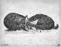 wiki:怪物百科:巨噬蠕虫.jpg